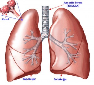 Akciğer Kanserindeki Risk Elementler